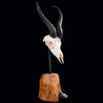 Springbuck Euro Skull on Metal Stand with Wood Base 20250509 72989