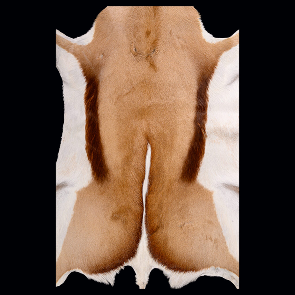 Springbuck Flatskin Tan 20251024 73377