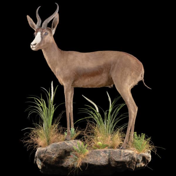 SPRINGBUCK Taxidermy South Africa | SPRINGBUCK Trophy Quote