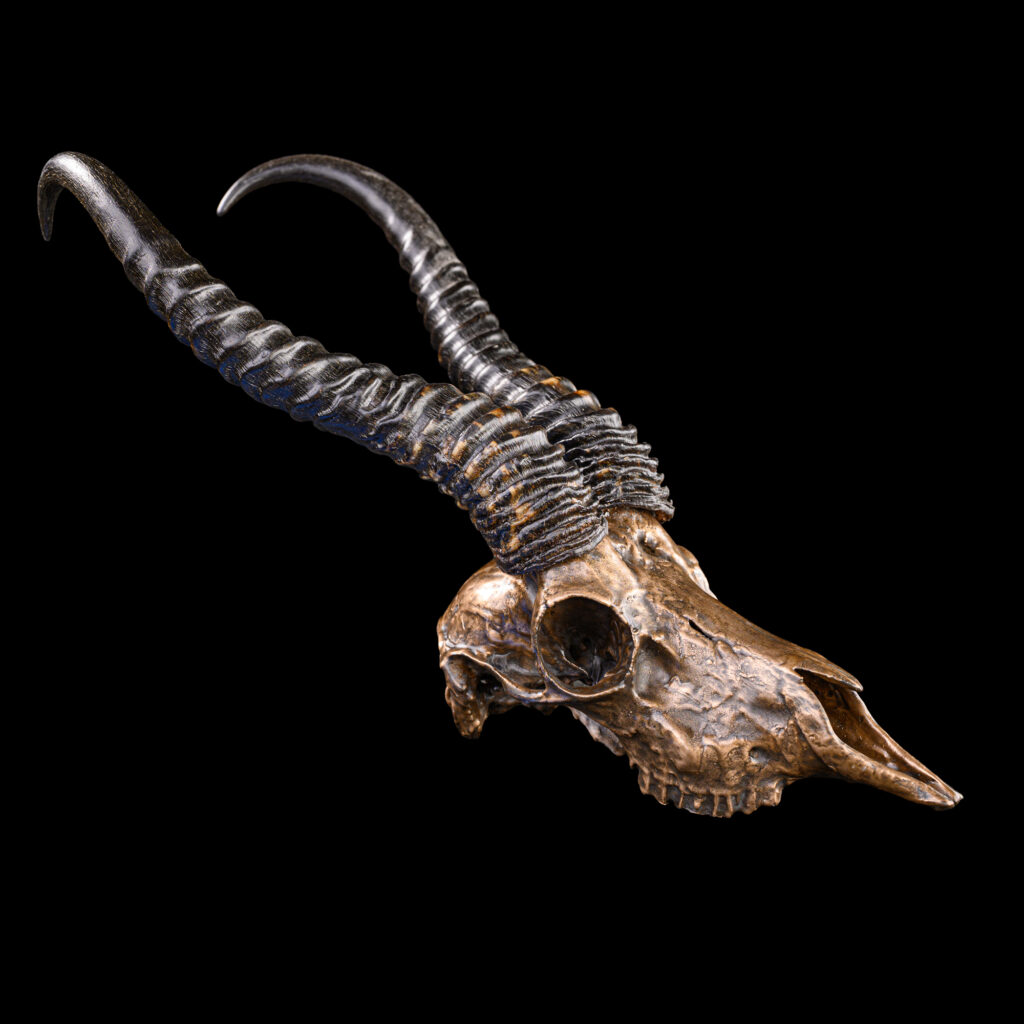 Springbuck Fullskull Bronzed 20250905 73348