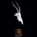Springbuck Fullskull on Metal Stand with Wood Base 20250411 72969