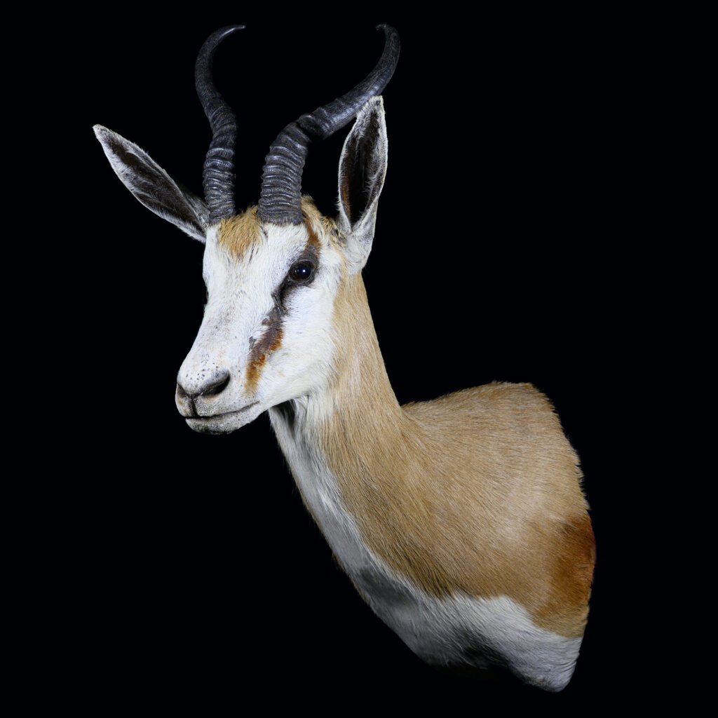 Springbuck Shouldermount L/T 20250411 72970