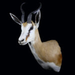Springbuck Shouldermount L/T 20250411 72970