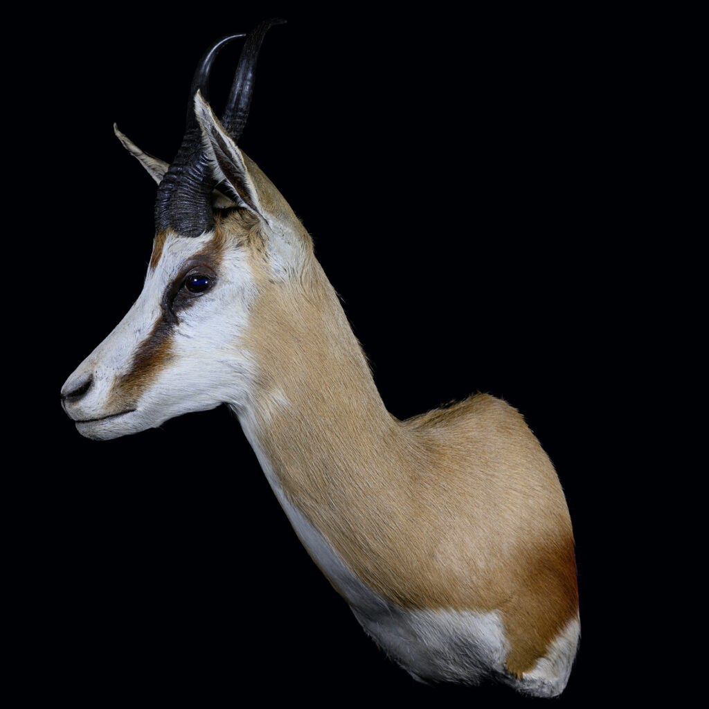Springbuck Shouldermount R/T 20250411 72971