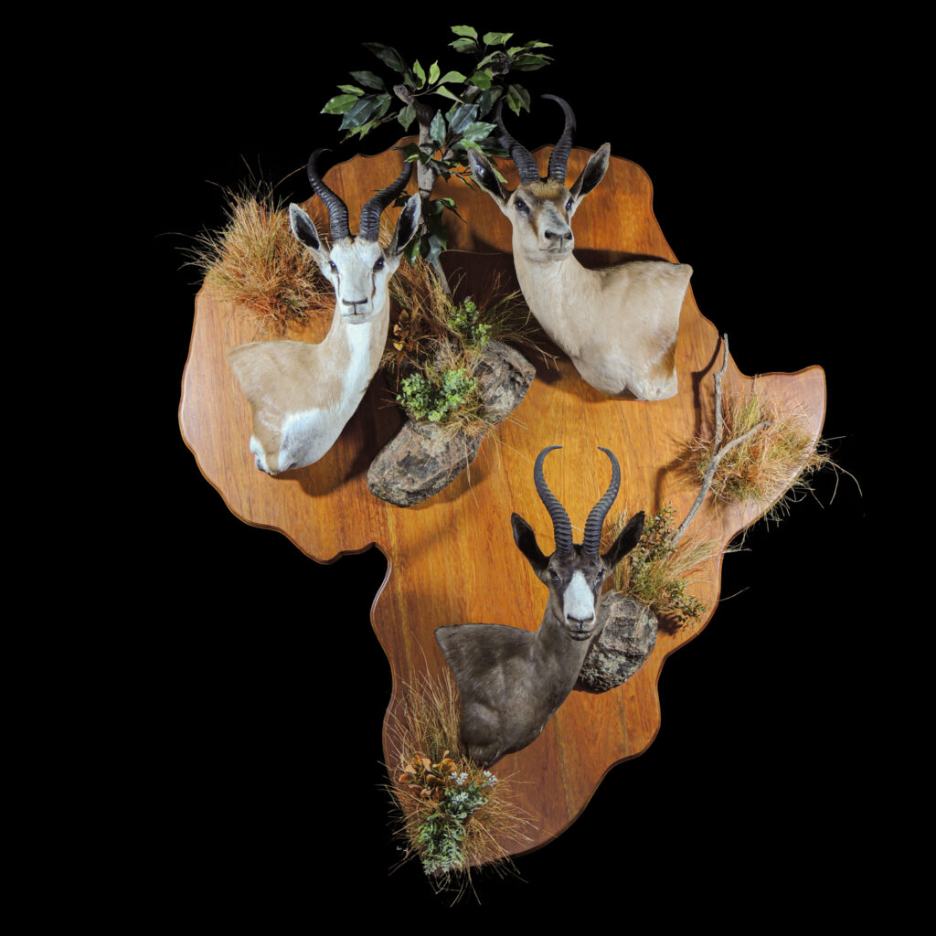Springbuck Wall Pedestalmount Combination on Africa Shape Shield 20250403 72959