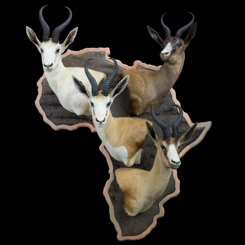 Springbuck Wall Pedestalmount Combination on Africa Shape Shield 20250705 73045