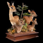 Suni, Red Duiker, Oribi & Blue Duiker Combination Desk Pedestalmount 20250527 73294