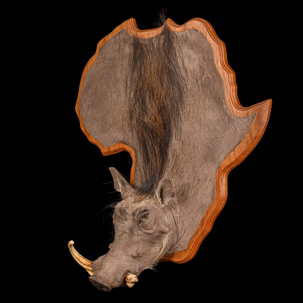 Warthog 3D Portrait Mount on Africa Shape Shield 20250811 73351