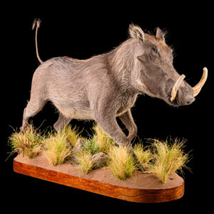 Warthog Fullmount 20250822 73353