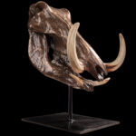 Warthog Fullskull Bronze Look on Metal Stand 20250523 72997