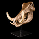 Warthog Fullskull Bronzed on Metal Stand 20250813 73355