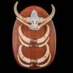 Warthog Tusks & Snout Shieldmount 20250902 73354