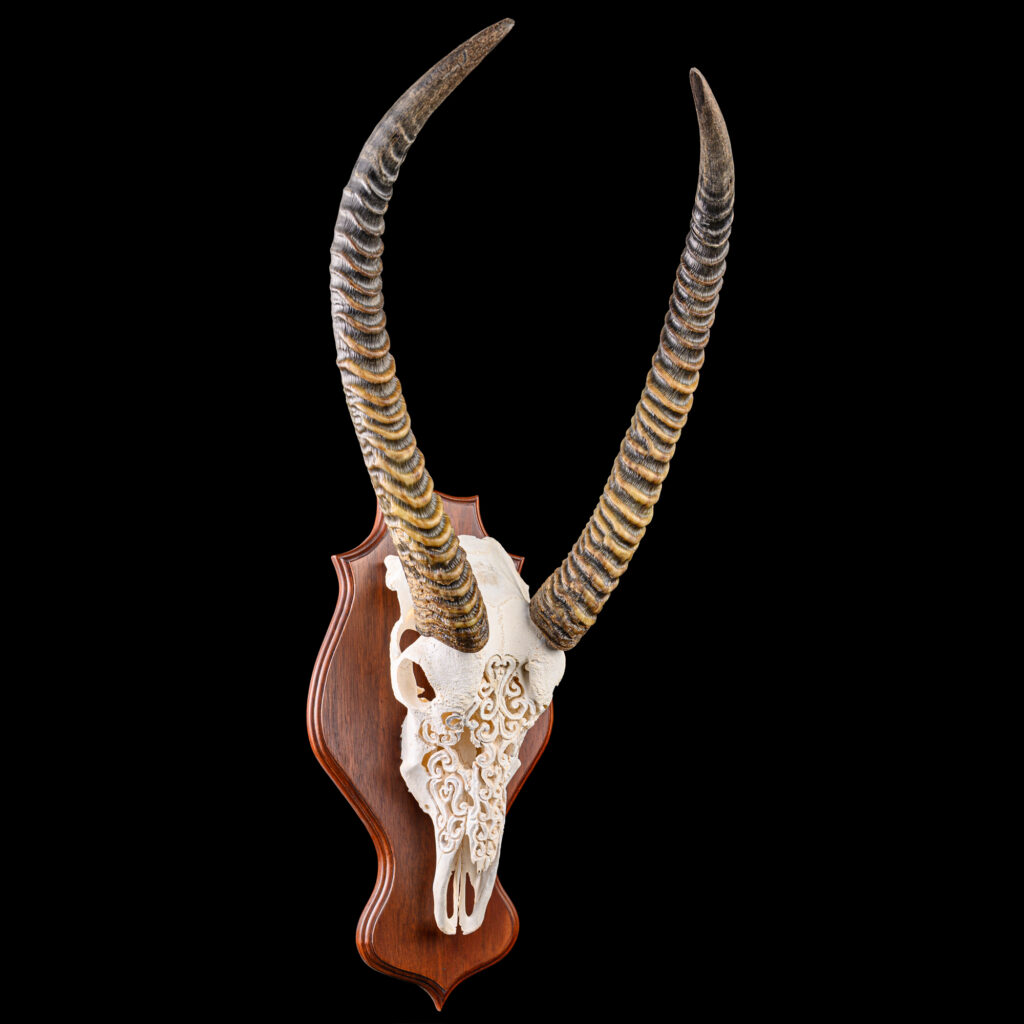 Waterbuck Fullskull Shieldmount Carved 20250913 73359