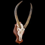 Waterbuck Fullskull Shieldmount Carved 20250913 73359