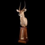 Waterbuck Pedestalmount STR with Waterbuck Skin Inlay 20250827 73356