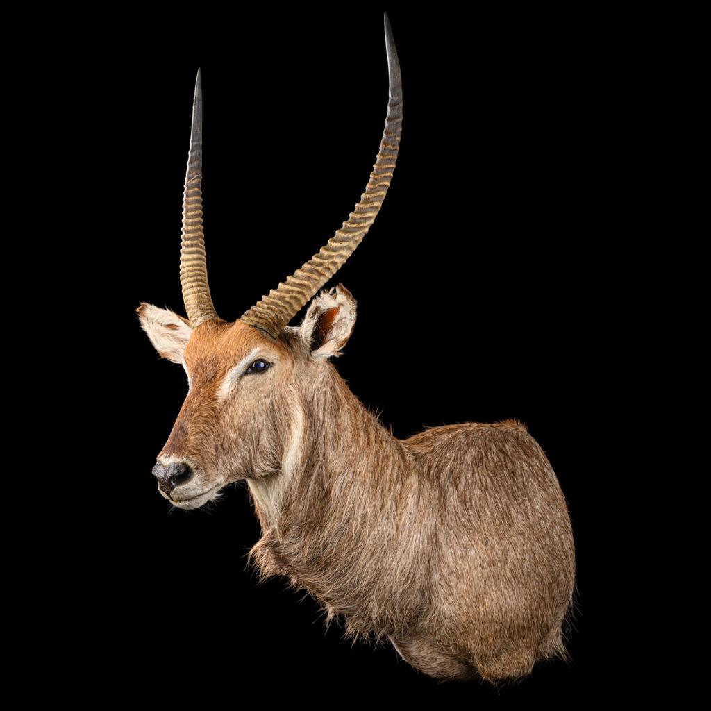 Waterbuck Shouldermount L/T Extended Leg 20250625 73358