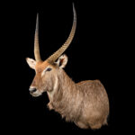 Waterbuck Shouldermount L/T Extended Leg 20250625 73358