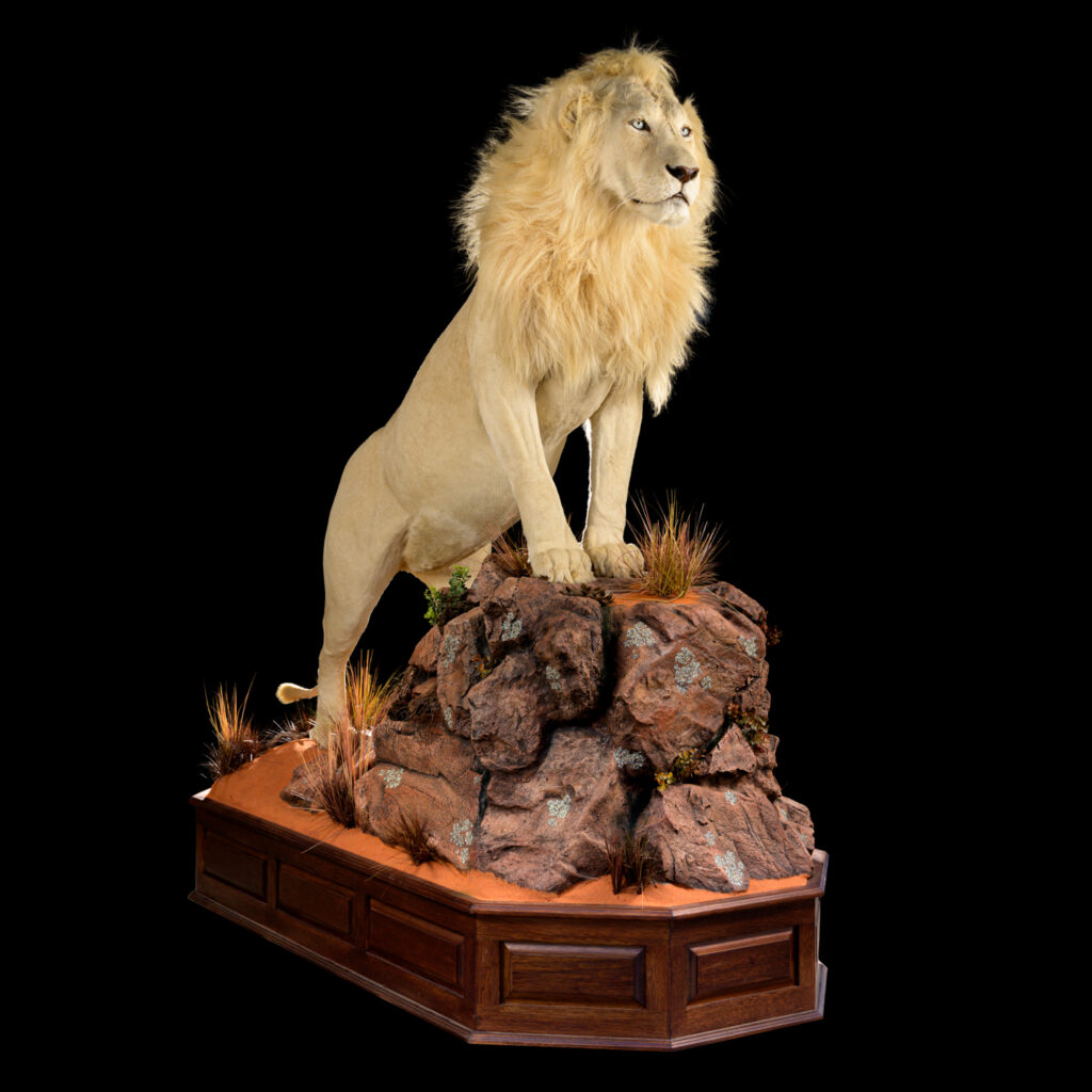 White Lion Fullmount 20250709 73058