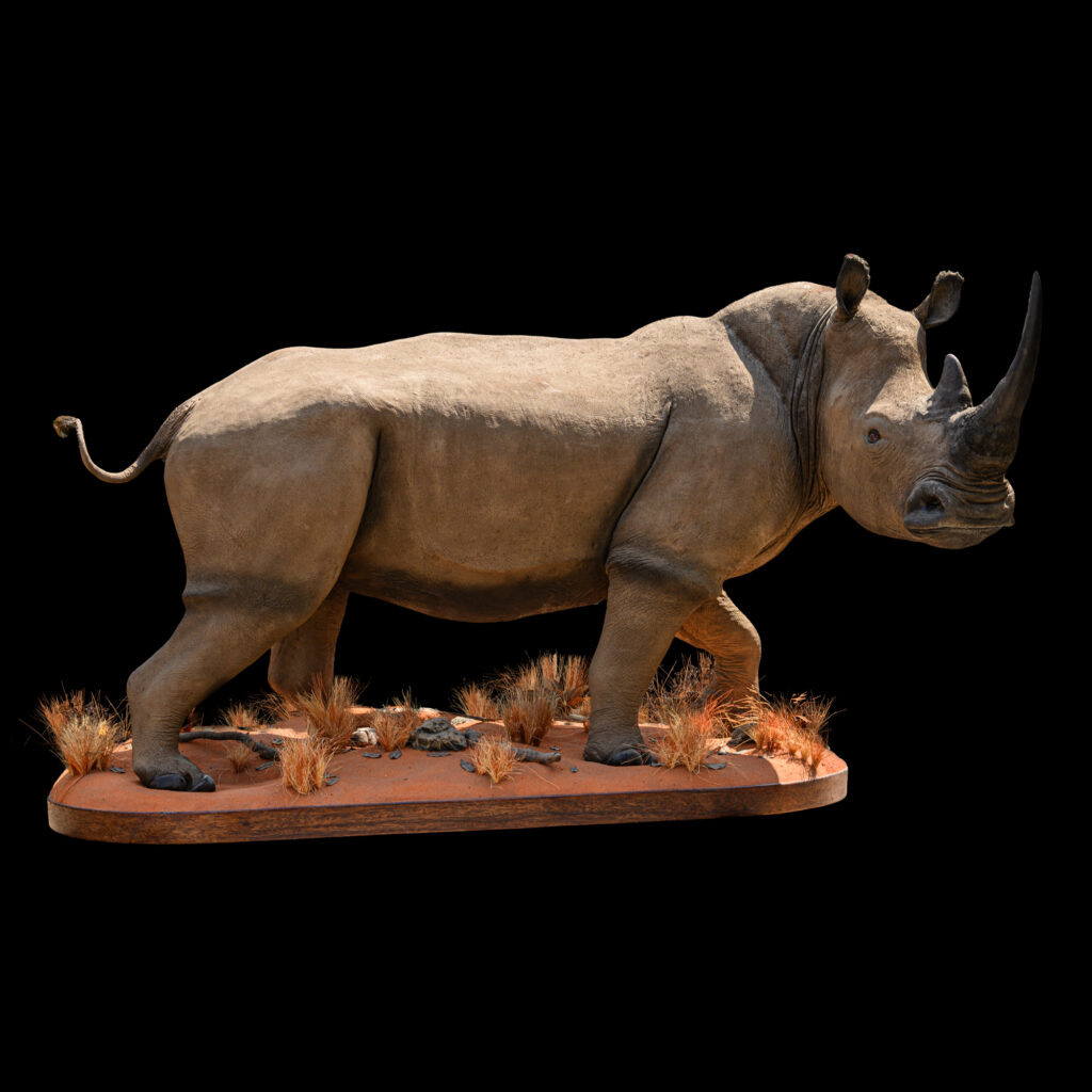 White Rhino Fullmount 20250908 73336
