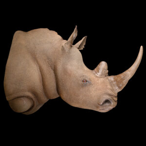 White Rhino Shouldermount STR 20250812 73339