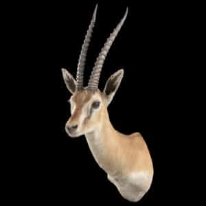 Thomson's Gazelle Shouldermount R/T 20220831 72279