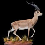 Grant's Gazelle Fullmount 20180313 71058