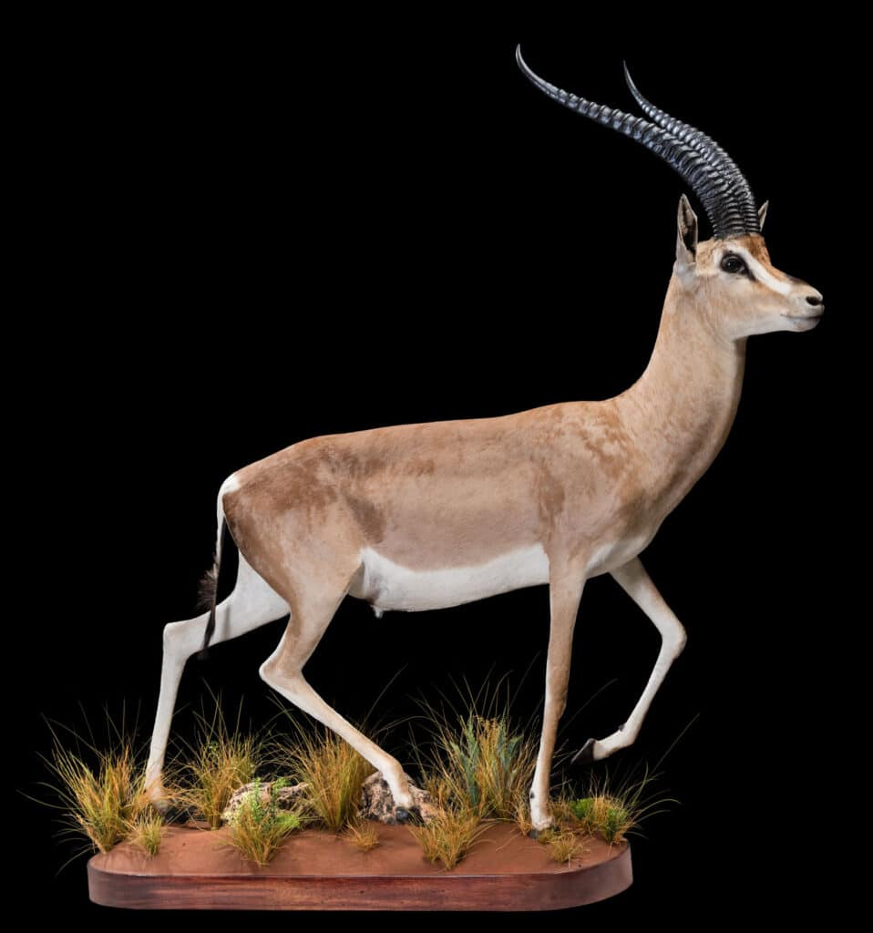 Grant's Gazelle Fullmount 20180313 71058