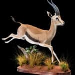 Thomson's Gazelle Fullmount 20180313 71059