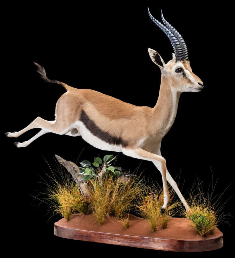 Thomson's Gazelle Fullmount 20180313 71059