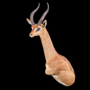 Gerenuk Wall Pedestalmount Flatback 20220830 72334