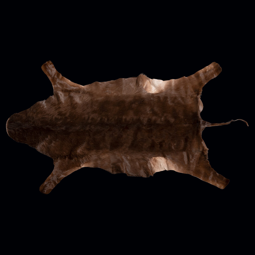 Black Impala Flatskin Tan 20250528 73007
