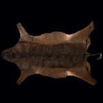 Black Impala Flatskin Tan 20250528 73030