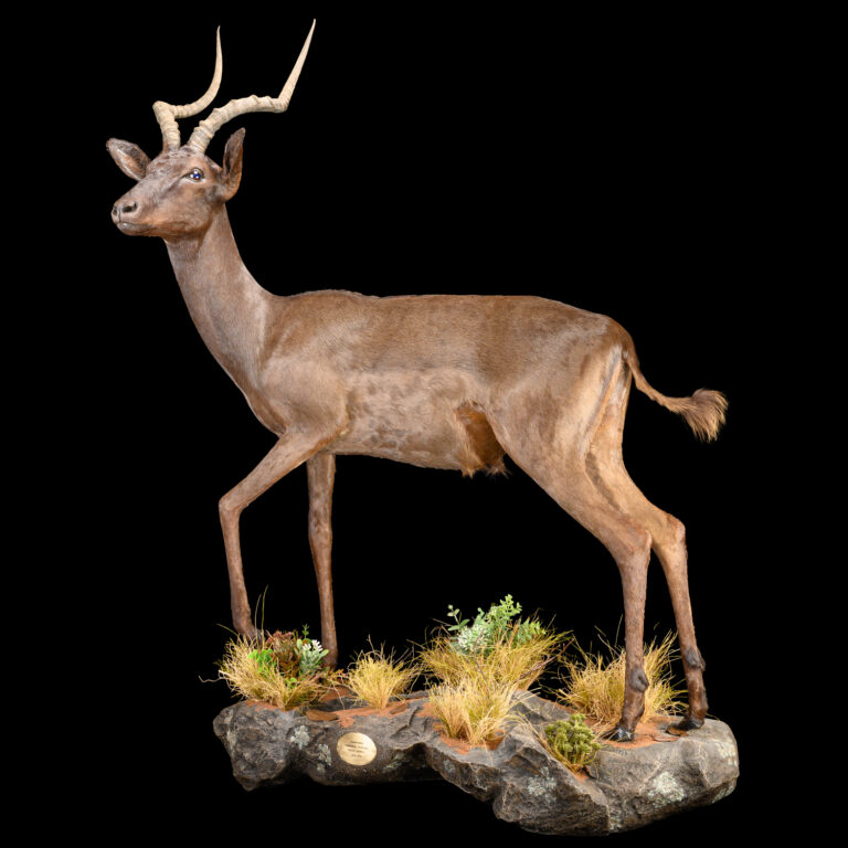 Black Impala Fullmount Wall Display 20260221 73467
