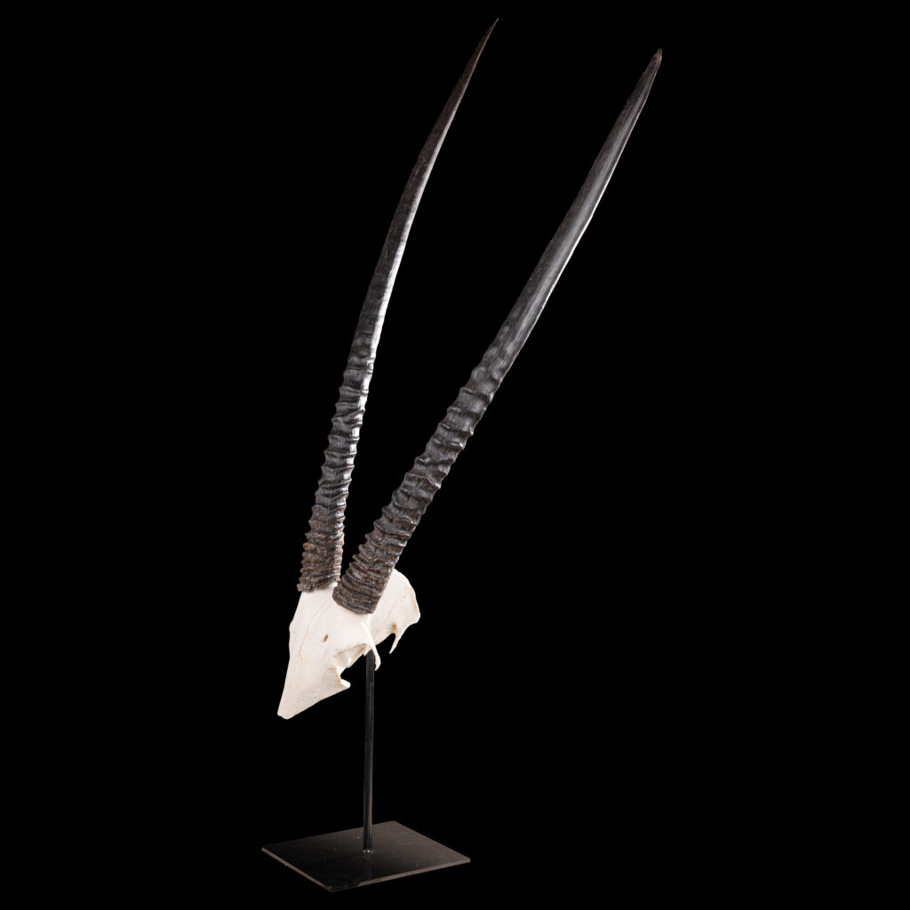 Gemsbuck Oryx Euro Skull on Metal Stand 20250505 72948