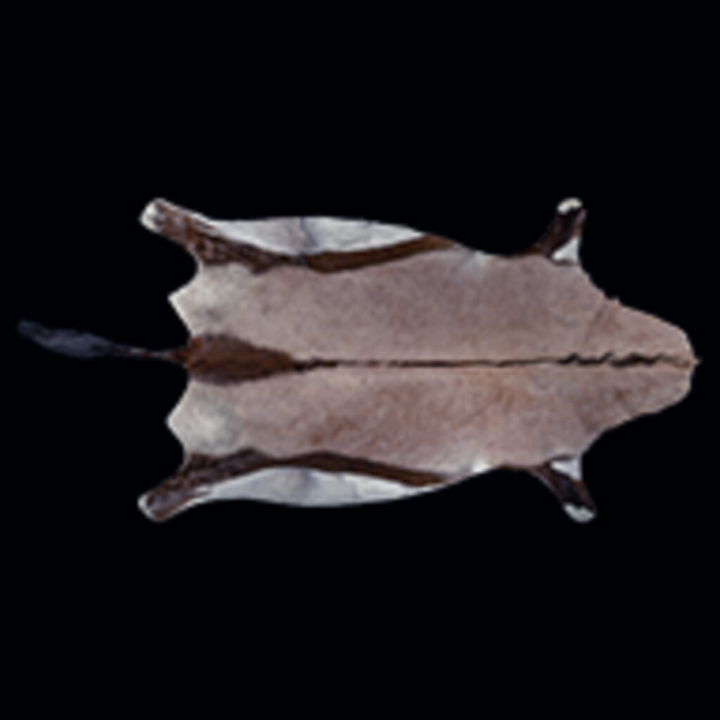 Gemsbuck Oryx Flatskin Tan 20200917 73064