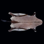 Gemsbuck Oryx Flatskin Tan 20200917 73064