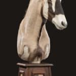 Gemsbuck Pedestalmount L/T with Inlay 20230627 51938