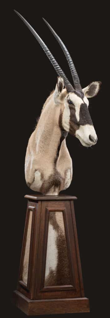 Gemsbuck Pedestalmount L/T with Inlay 20230627 51938