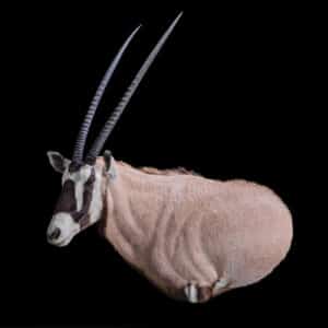 Gemsbuck Oryx Wall Pedestalmount L/T Flatback 20201022 72291