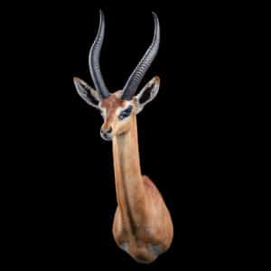 Gerenuk Shouldermount 20191115 72335