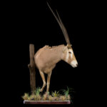 Golden Gemsbuck Oryx Halfmount 20250704 73043