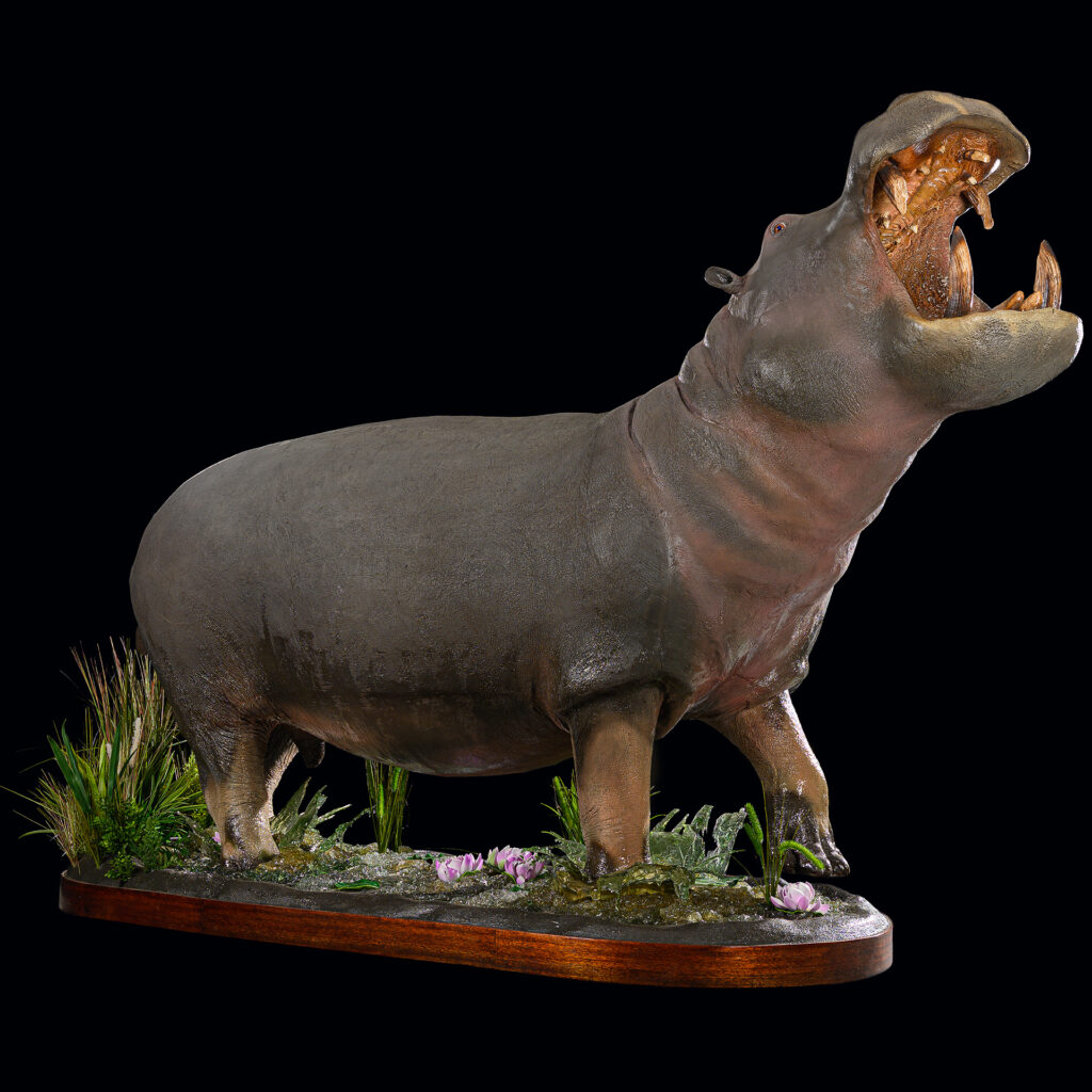 Hippo Artificial Fullmount 20250611 73001