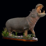 Hippo Artificial Fullmount 20250611 73001