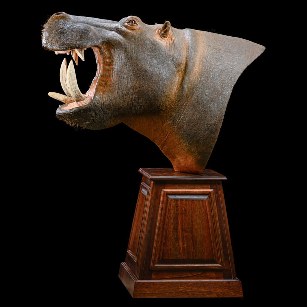 Hippo Pedestal, STR - JJ064