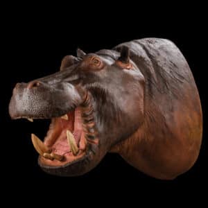 Hippo Shouldermount 20190527 72372