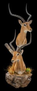 Impala Wall Pedestalmount Combination with Habitat 20230619 0011