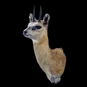 Klipspringer Shouldermount 20191115 72466