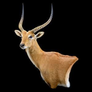 Red Lechwe Wall Pedestalmount R/T Curvedback 20220805 72515