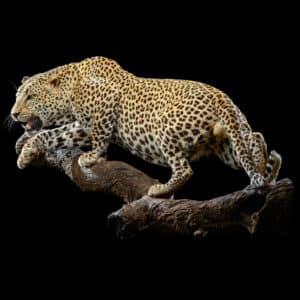 Leopard Fullmount Wall Display 20210910 70973