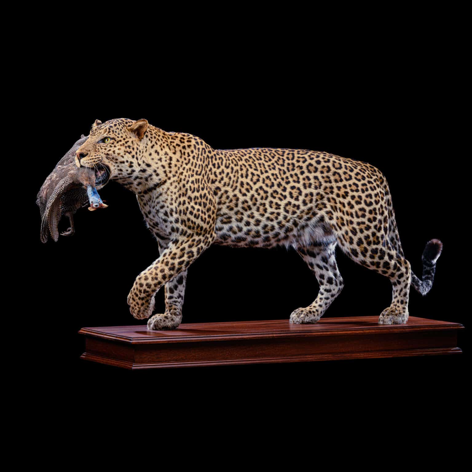 LEOPARD Taxidermy South Africa | Get LEOPARD Trophy Quote